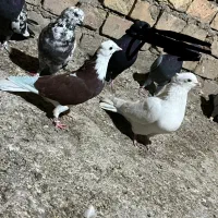 پرشی کار درست|پرنده|پیر بکران, |دیوار