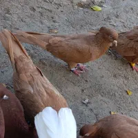 کبوتر طلایی لون قدیم