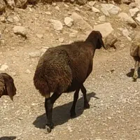 گوسفند دزدیده شده|حیوانات|اندیمشک, |دیوار