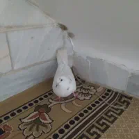 کفتر