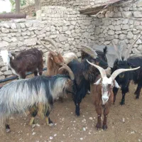 نر بز|حیوانات مزرعه|ساوه, |دیوار
