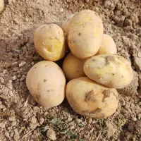سیب زمینی