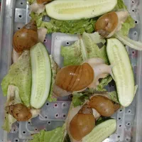 حلزون پرورشی