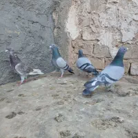 کبوتر مسافتی پلاکی