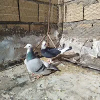 دوتا تهرانی نر