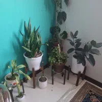 چنتا گل سرحال باپایه