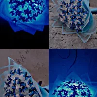 گل جاودانگی