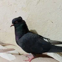 کبوتر|پرنده|کرمانشاه, |دیوار