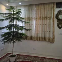کاج طبقاتی بزرگ