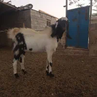 فروش بز نر