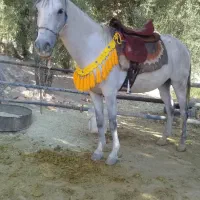 مادیون