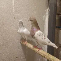 معاوضه با قناری عروس هلندی