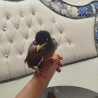 مینا معاوضه با قناری