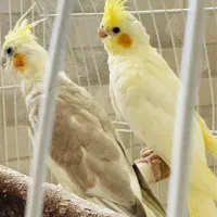 دو عددت عروس هلندی