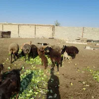 میش و بره|حیوانات مزرعه|محمدشهر, ولدآباد|دیوار