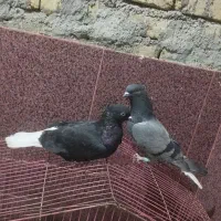 تعدادی کبوتر مفته مفت کرواتی، سوسکی دسپر، دم سفید