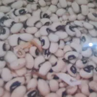 خریدفروش کنجدگندم ماش