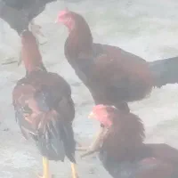 خروس لاری ومرغ لاری