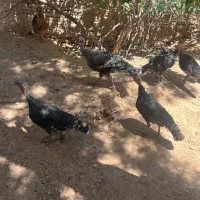 ۶ عدد بغلمون ماده یک سال