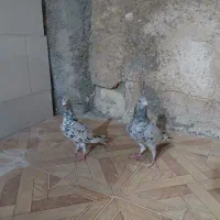 کبوتر|پرنده|آبپخش, |دیوار