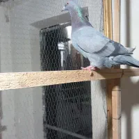 کبوتر پرشی|پرنده|بندر ترکمن, |دیوار