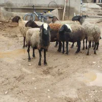 فروش ده رس میش