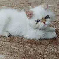 معاوضه پرشین رد پوینت با طوطی|گربه|تهران, گلچین|دیوار