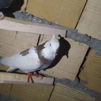 کفتر پرشی و طوقی|پرنده|یزد, |دیوار