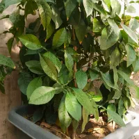 گل بهار نارنج|گل و گیاه طبیعی|سلماس, |دیوار