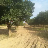 زمین،باغ پرتقال ۱۰۰۰متر روستای بالاجاده|فروش زمین و ملک کلنگی|کردکوی, |دیوار
