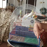 جفت عروس هلندی آماده