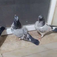 فروش جوجه های ساعت سنگین