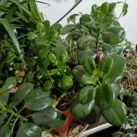 گل و گلدان|گل و گیاه طبیعی|کرمانشاه, |دیوار