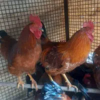 خروس محلی جوان قربانی نگهداری