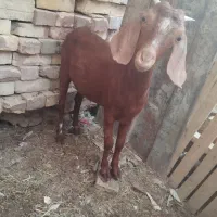 دوعد کهره  ماده