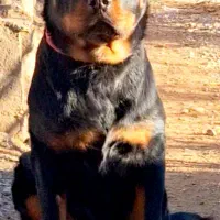 توله‌روتوایلر