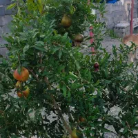 نهال ۳ - ۴ساله ، ۷۰ عدد