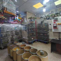 مغازه ۴۰ متر در نواب (املاک کاشانه)|اجارهٔ مغازه و غرفه|تهران, خرمشهر|دیوار