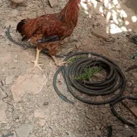 مرغ و خروس و بوقلمون