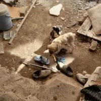 سگ نر نگهبان