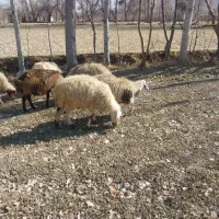 معاوضه بره نر حدود ۲۰ کیلو گوشت با میش آبستن