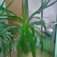 گل موزی بزرگ