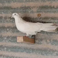 پرنده فروشی