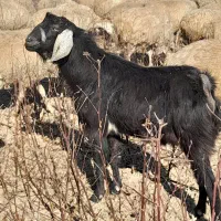 بز‌نر‌دامازدخ|حیوانات مزرعه|اصلاندوز, |دیوار