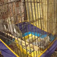 4تا جوجه عروس هلندی|پرنده|کرمان, |دیوار