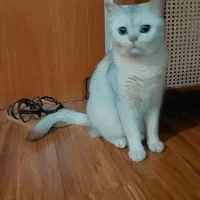 گربه اسکاتیش ۵ ساله و بریتیش ۳ ساله|گربه|تهران, تجریش|دیوار