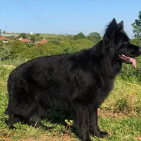 واگذار ژرمن توله بلک و دورنگ موبلند