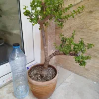 بنسای خرفه جید