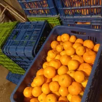 نارنگی اونشو یا ایتالیایی