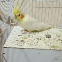 عروس هلندی کار داده|پرنده|مشهد, شهرک مهرگان|دیوار